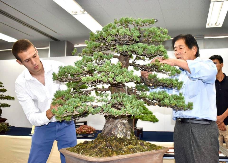 L'arte del bonsai: l'albese Alessandro Bonardo diventa il primo europeo ad  ottenere il diploma della Kumiai 