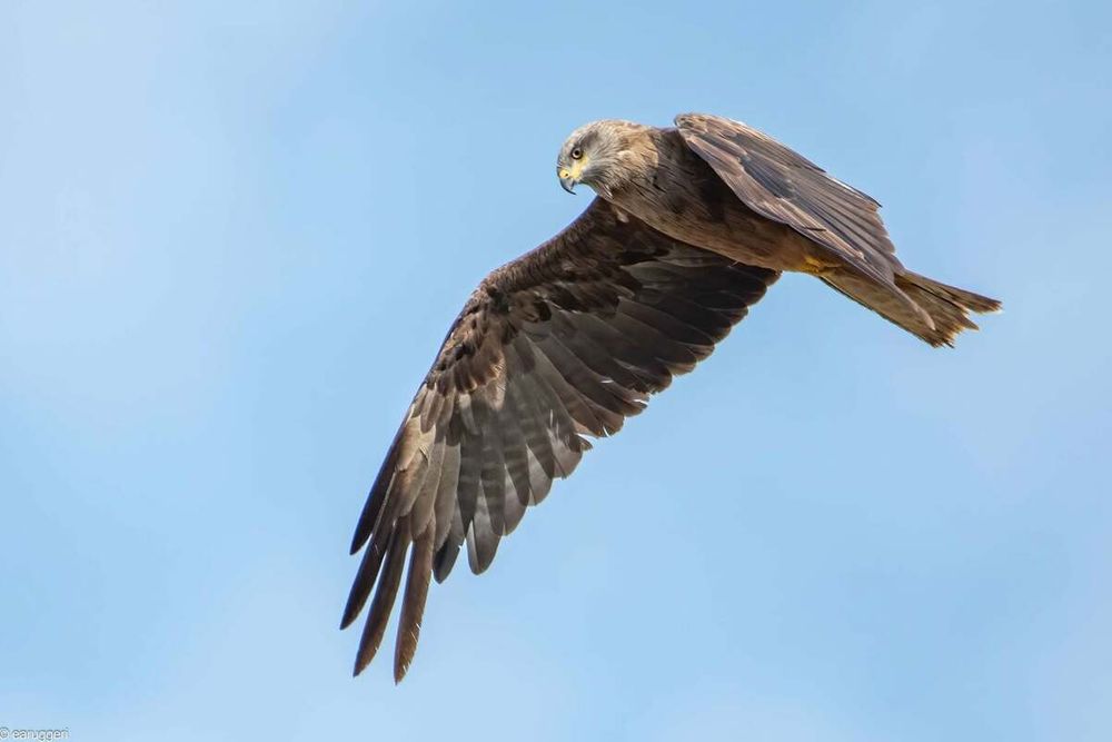 Nibbio bruno in volo (foto di Enrico Ruggeri)