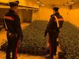 Una delle piantagioni sequestrate