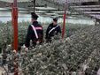 Una delle piantagioni sequestrate