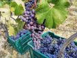 Per il nebbiolo è stata una grande vendemmia