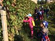 Gli alunni delle classi seconde della Scuola Primaria "G. Rodari" di Alba impegnati nella vendemmia presso la Scuola Enologica