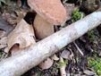 Boletaceae boletus aestivalis, fungo commestibile