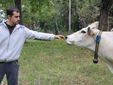Marco fa "amicizia" con una mucca