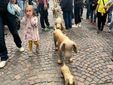 L'invasione dei cani di cartapesta ad Alba L'invasione dei cani di cartapesta ad Alba