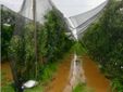 Un nubifragio di acqua che ha colpito un frutteto Un nubifragio di acqua che ha colpito un frutteto