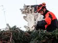 L'arrivo e la posa dell'abete in piazza San Pietro (Ph. Ansa Giupiemofoto) L'arrivo e la posa dell'abete in piazza San Pietro (Ph. Ansa Giupiemofoto)