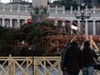 L'arrivo e la posa dell'abete in piazza San Pietro (Ph. Ansa Giupiemofoto) L'arrivo e la posa dell'abete in piazza San Pietro (Ph. Ansa Giupiemofoto)