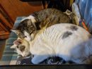 8 agosto Giornata del gatto 8 agosto Giornata del gatto