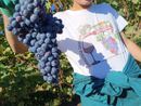 Scuola Agraria di Grinzane Cavour: dopo la raccolta delle nocciole conclusa anche la vendemmia Scuola Agraria di Grinzane Cavour: dopo la raccolta delle nocciole conclusa anche la vendemmia