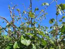 Grandine fuori stagione, Cia Cuneo: «Ieri sera devastate le coltivazioni da Bagnolo a Tarantasca. Servono nuovi strumenti di tutela del reddito agricolo» Grandine fuori stagione, Cia Cuneo: «Ieri sera devastate le coltivazioni da Bagnolo a Tarantasca. Servono nuovi strumenti di tutela del reddito agricolo»
