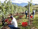 Vendemmia e raccolta con cooperative, Cia Cuneo: "Attenzione al documento obbligatorio sui rischi da interferenze tra attività" Vendemmia e raccolta con cooperative, Cia Cuneo: "Attenzione al documento obbligatorio sui rischi da interferenze tra attività"