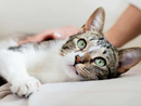 Il linguaggio del gatto: un corso gratuito promosso dall'Ordine dei Medici Veterinari della Provincia di Cuneo Il linguaggio del gatto: un corso gratuito promosso dall'Ordine dei Medici Veterinari della Provincia di Cuneo