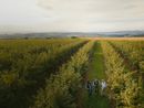 Al via l’"Hazelnut Agronomy Program" promosso dal gruppo albese insieme a Eiis e Conaf Al via l’"Hazelnut Agronomy Program" promosso dal gruppo albese insieme a Eiis e Conaf