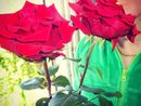 La rosa simbolo del mese di maggio
