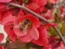 Il 22 maggio si celebra la Giornata mondiale della biodiversità