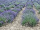 Estate al profumo di lavanda a Sale San Giovanni. Quando? Nei weekend dal 21 giugno al 6 luglio Estate al profumo di lavanda a Sale San Giovanni. Quando? Nei weekend dal 21 giugno al 6 luglio