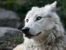 Maltrattamenti sugli animali: pene inasprite e controlli anche nella nostra Provincia
