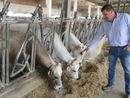 Il vicedirettore della Cia Cuneo, Silvio Chionetti, con alcuni capi di Razza Piemontese dell'allevamento Cogno di Carrù Il vicedirettore della Cia Cuneo, Silvio Chionetti, con alcuni capi di Razza Piemontese dell'allevamento Cogno di Carrù
