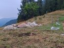 Strage di bovini a Oncino, il Comune lancia una raccolta fondi per l'allevatore Strage di bovini a Oncino, il Comune lancia una raccolta fondi per l'allevatore