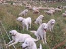 "Le nostre Tex, Nebbia e Giada morte in meno di mezz'ora": probabile avvelenamento per tre cani da guardiania sulle alture di Demonte "Le nostre Tex, Nebbia e Giada morte in meno di mezz'ora": probabile avvelenamento per tre cani da guardiania sulle alture di Demonte