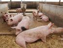 Più flessibilità per le aziende agricole nel piano contro l’ammoniaca, Sacchetto: "Obiettivo tagliare le emissioni prodotte dal settore" Più flessibilità per le aziende agricole nel piano contro l’ammoniaca, Sacchetto: "Obiettivo tagliare le emissioni prodotte dal settore"