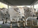 Con “AMA la Carne” Alba celebra la qualità della sua Fassona Con “AMA la Carne” Alba celebra la qualità della sua Fassona