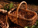 La nocciola piemontese IGP delle Langhe - fotografia dell'Ente Fiera della Nocciola