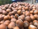 Confagricoltura Cuneo: “Servono interventi tempestivi a tutela della corilicoltura” Confagricoltura Cuneo: “Servono interventi tempestivi a tutela della corilicoltura”