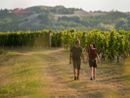 Turisti a spasso tra i vigneti (foto MIkael Masoero, Archivio Ente Turismo Lmr)