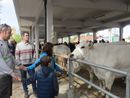 Bra, con la Fiera di Pasquetta immancabile la Fiera zootecnica del Bovino di razza piemontese