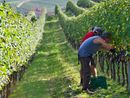 Dazi USA, il ministro Urso: "Il mercato americano è importante per vini e prodotti alimentari, si continua a lavorare" Dazi USA, il ministro Urso: "Il mercato americano è importante per vini e prodotti alimentari, si continua a lavorare"