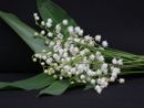In foto il mughetto, fiore simbolo del 1° Maggio (foto pxhere)
