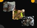A Sommariva del Bosco si parla di gatti e umani: torna il “Cocktail di scienze”