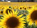 Boom di visite al Labirinto di Girasoli a Farigliano: ora tocca alla fioritura nei campi
