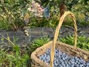 Tornano a Cuneo le giornate dei mirtilli solidali: raccolta per sostenere lo sviluppo agricolo in Kenya