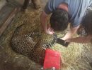 Regina, il giaguaro di 23 anni del Parco Safari di Murazzano, forse il più longevo al mondo, ha superato un intervento alle zampe Regina, il giaguaro di 23 anni del Parco Safari di Murazzano, forse il più longevo al mondo, ha superato un intervento alle zampe