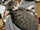 Tommy, il gatto smarrito a Savigliano Tommy, il gatto smarrito a Savigliano