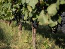 Vendemmia 2025: ottime prospettive per l' Alta Langa DOCG Vendemmia 2025: ottime prospettive per l' Alta Langa DOCG