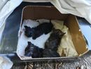 I gattini ritrovati e salvati dai volontari dell'Associazione