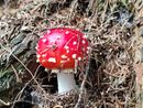 Amanitaceae amanita muscaria, fungo velenoso e non commestibile