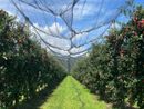 Frutta e ortaggi: una stagione positiva per le cooperative agricole piemontesi
