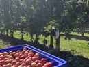 Un’estate favorevole per l’ortofrutta delle cooperative agricole piemontesi