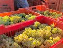 Vendemmia di qualità nel Roero, "ma lo sguardo resta vigile sui mercati" Vendemmia di qualità nel Roero, "ma lo sguardo resta vigile sui mercati"