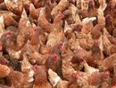 Aviaria, 30mila galline abbattute nel Monferrato. Riboldi rassicura: "Situazione sotto controllo e costantemente monitorata" Aviaria, 30mila galline abbattute nel Monferrato. Riboldi rassicura: "Situazione sotto controllo e costantemente monitorata"