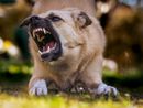 Aggredito da un cane mentre corre, la legge non lascia dubbi: la responsabilità è del padrone Aggredito da un cane mentre corre, la legge non lascia dubbi: la responsabilità è del padrone
