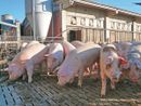 Peste suina: ok Ue a fine restrizioni per allevamenti di Piemonte e Lombardia Peste suina: ok Ue a fine restrizioni per allevamenti di Piemonte e Lombardia