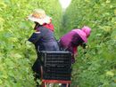 La Regione Piemonte combatte lo sfruttamento lavorativo in agricoltura: "Possiamo essere modello nazionale"