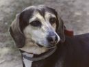 Cane gettato dal balcone a Cuneo, LNDC Animal Protection chiede pena esemplare per la protagonista del gesto Cane gettato dal balcone a Cuneo, LNDC Animal Protection chiede pena esemplare per la protagonista del gesto