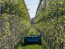 Coldiretti Cuneo: innovazione tecnologica per una gestione smart del frutteto
